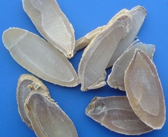 郁金