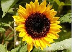 田葵花