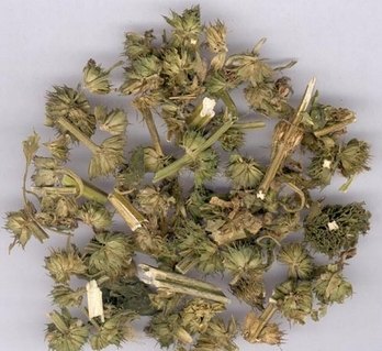 益母草