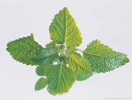 薄荷