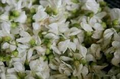 槐花